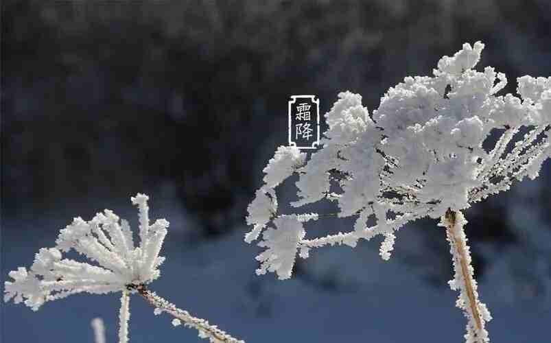 草莓视频成人APP下载木業 | 寒霜降，染秋霜